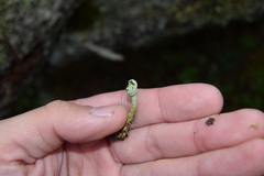 Cladonia umbricola