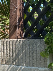 Sceloporus occidentalis