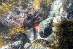 Anthaster valvulatus