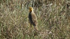 Macronyx capensis colletti