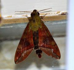Nephele comma