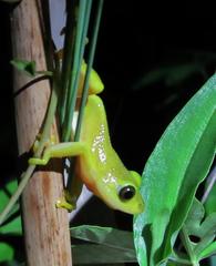 Hyperolius tuberilinguis