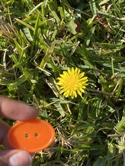 Taraxacum