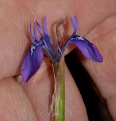 Moraea tripetala tripetala