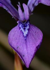Moraea tripetala tripetala
