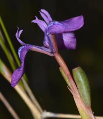 Moraea tripetala tripetala