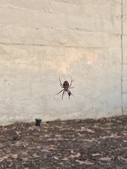 Arachnida