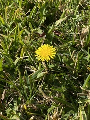 Taraxacum