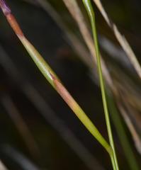 Moraea tripetala tripetala
