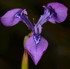 Moraea tripetala tripetala