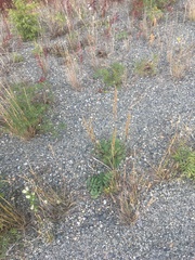 Artemisia borealis borealis