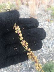 Artemisia borealis borealis