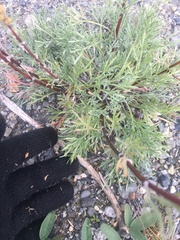 Artemisia borealis borealis