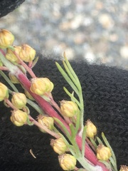 Artemisia borealis borealis