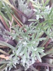 Artemisia borealis borealis