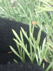 Artemisia borealis borealis