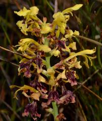 Tritoniopsis parviflora parviflora