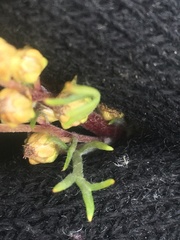 Artemisia borealis borealis