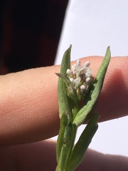 Plectritis macrocera