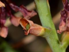 Tritoniopsis parviflora parviflora