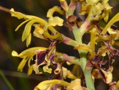Tritoniopsis parviflora parviflora