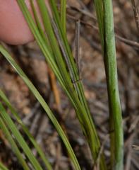 Tritoniopsis parviflora parviflora