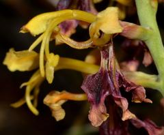 Tritoniopsis parviflora parviflora