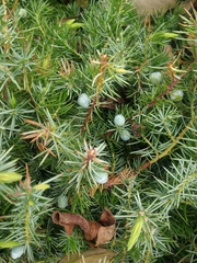 Juniperus