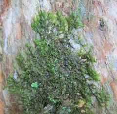 Frullania deplanata