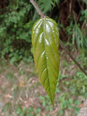 Rubus kawakamii