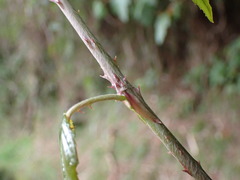 Rubus kawakamii