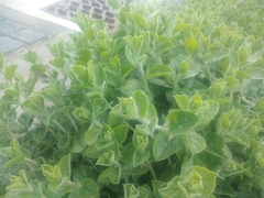 Convolvulus sabatius