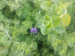 Convolvulus sabatius