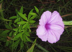 Ipomoea cairica cairica