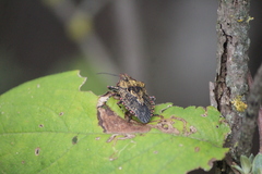Brochymena tenebrosa