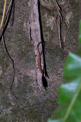 Scincella formosensis