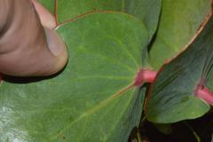 Protea amplexicaulis