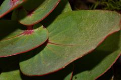 Protea amplexicaulis