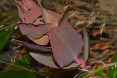 Protea amplexicaulis
