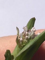 Plectritis macrocera