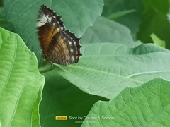 Elymnias hypermnestra undularis