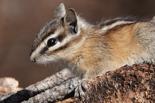 Yellow-pine Chipmunk