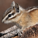 Yellow-pine Chipmunk - Photo (c) Cameron Eckert, some rights reserved (CC BY-NC), uploaded by Cameron Eckert