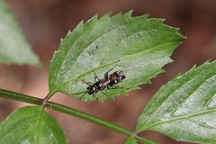 Lestiphorus cockerelli