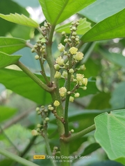 Baliospermum solanifolium