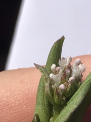 Plectritis macrocera