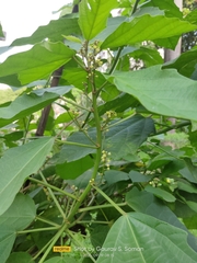 Baliospermum solanifolium