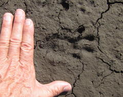 Aonyx capensis capensis