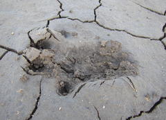 Aonyx capensis capensis