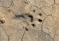 Aonyx capensis capensis